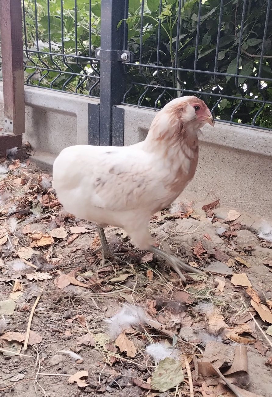 Same Kury araucany/araucana bezogoniaste