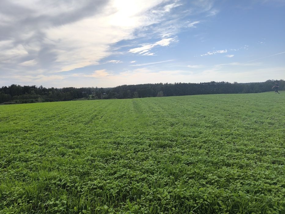 Urokliwa działka w Nowym Podlesiu - cisza, natura i bliskość miasta