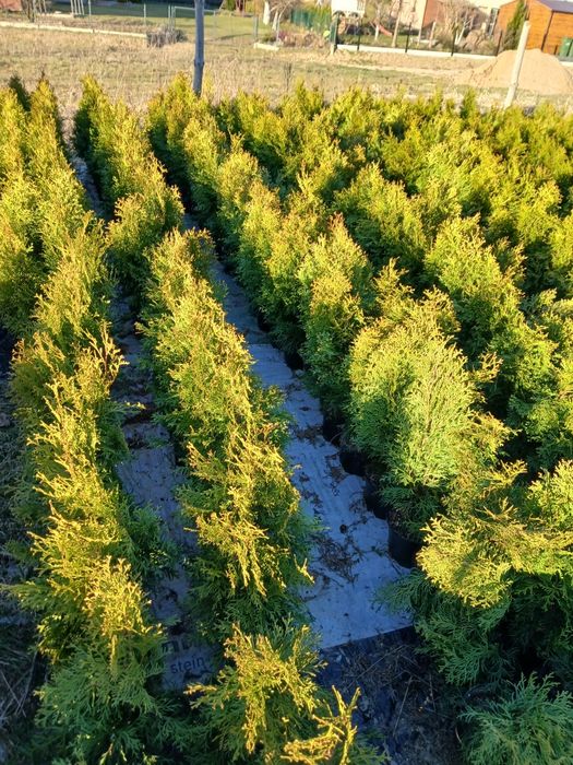 Tuje szmaragd 60cm.