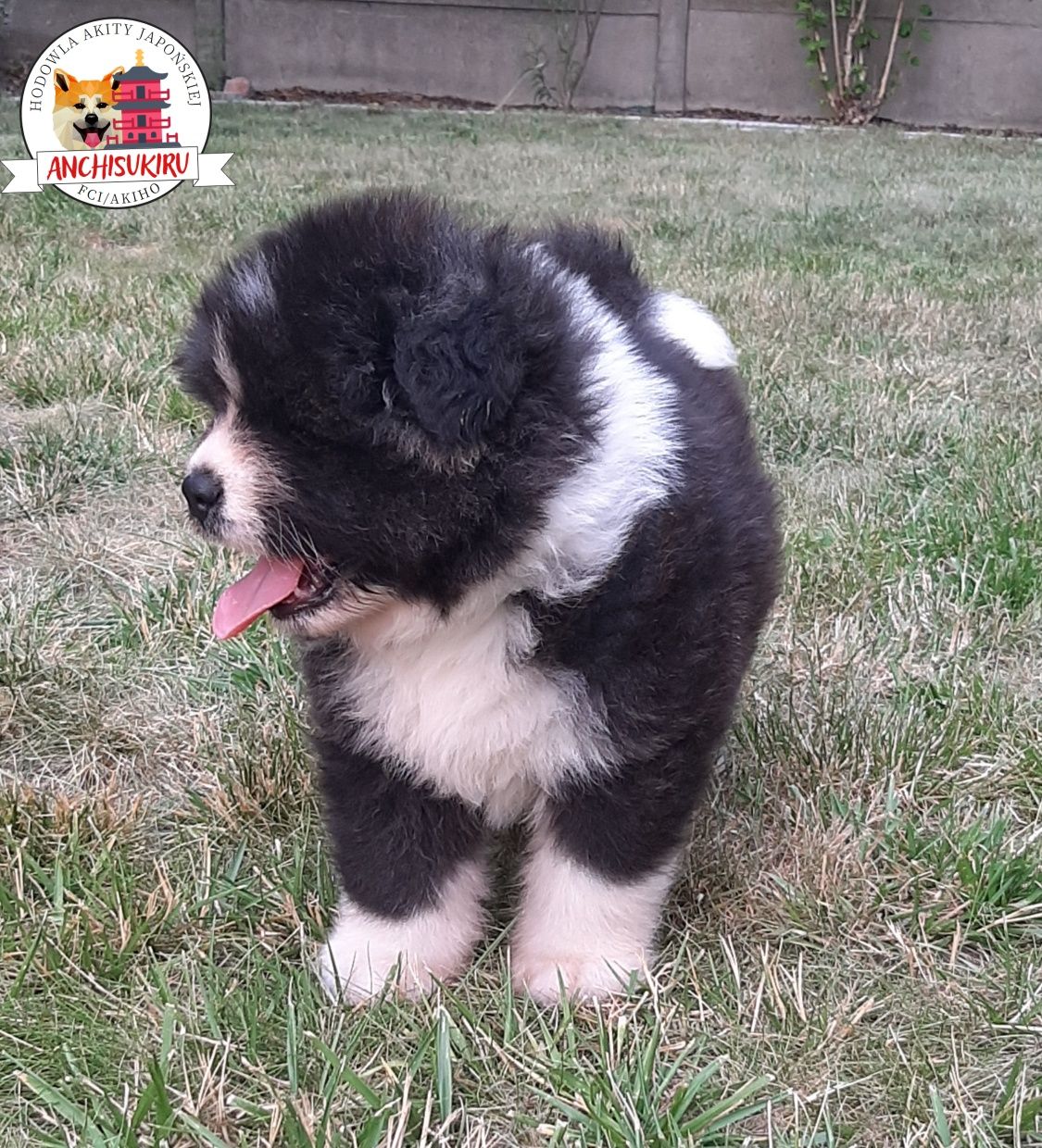 Akita Inu chłopiec rodowód ZKwP/ FCI do odbioru w sierpniu