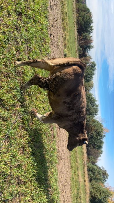 Sprzedam  Krowe zywiona ekologicznie