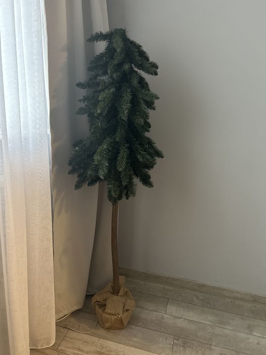 Choinka na pniu.