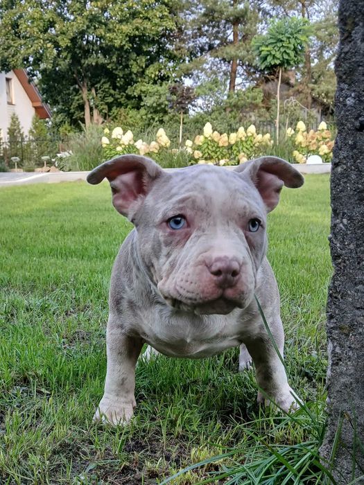 American Bully Pocket ABKC dziewczynka