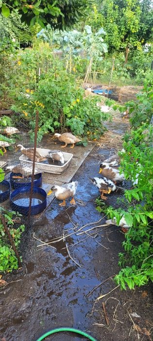 Patos Rouen com 5 meses