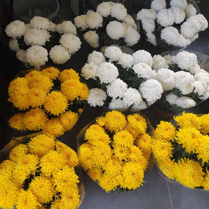 chryzantema chryzantemy