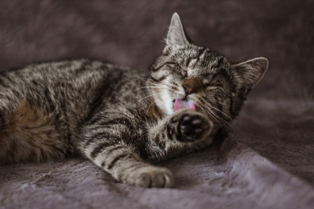 Niewidoma Jadis szuka domu bury kotek adopcja adoptuj kot ślepaczek