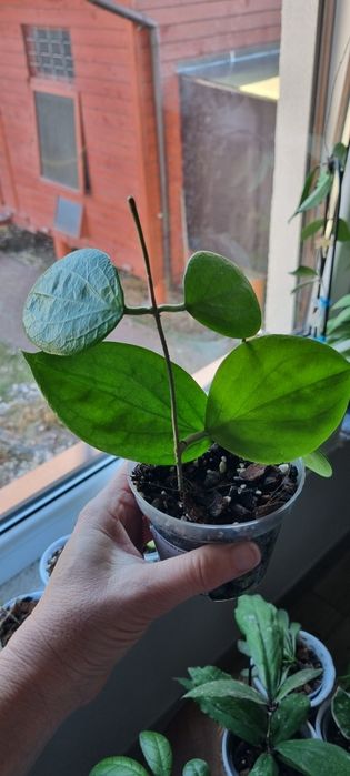 Hoya Aldrichii Christmas Island rosnąca