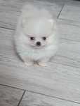 Pomeranian suczka mini
