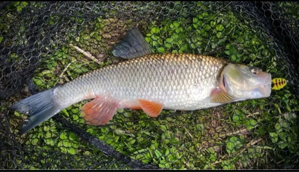 Wobler osa oska kleń, jaź, boleń, okoń