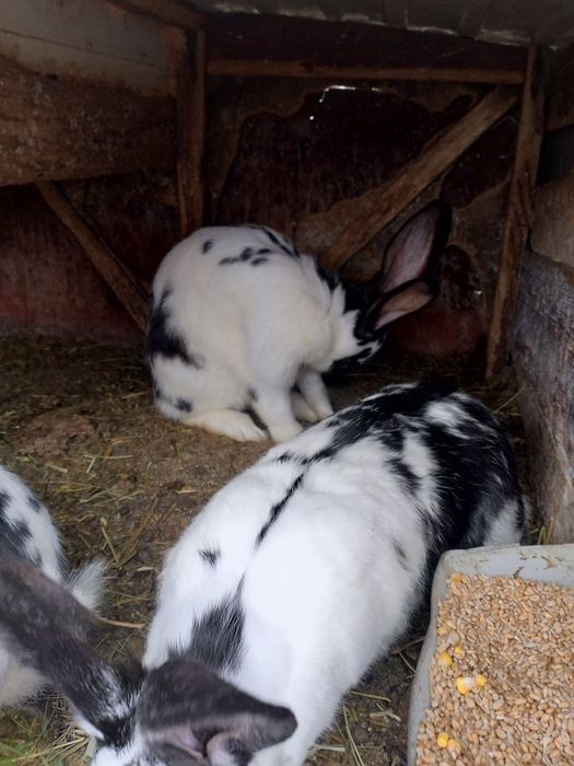 Продам кролі різного віку