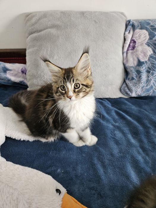 Piękna kotka Maine Coon