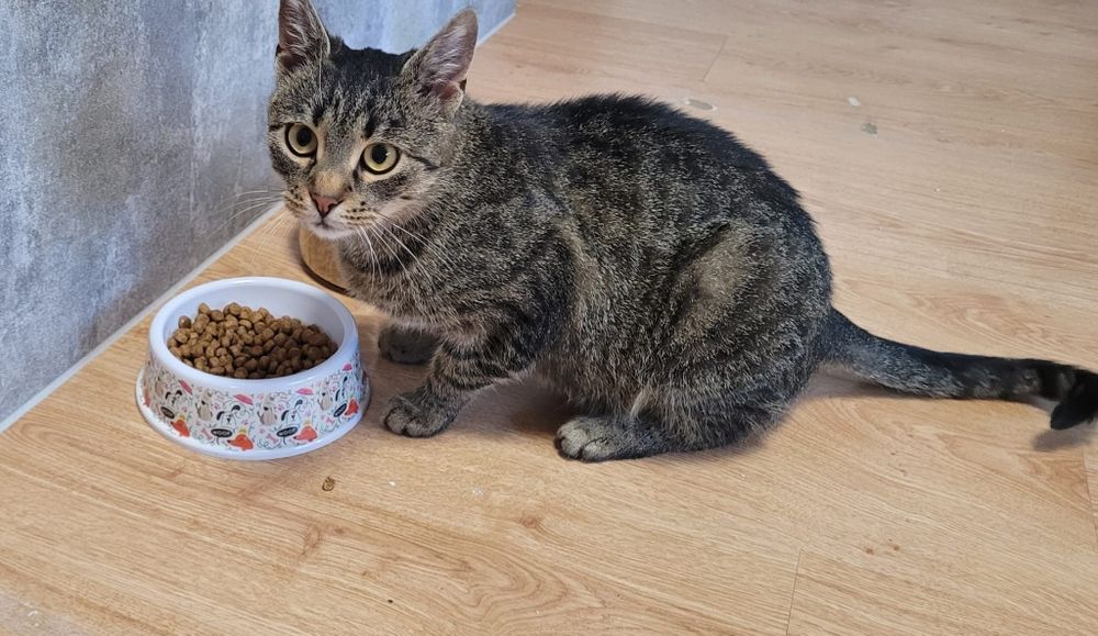 Szukamy kochającego domu dla ok 11-12 mies. kotki