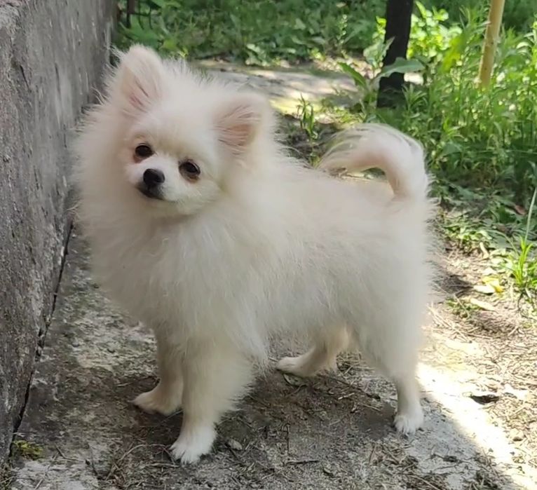 Маленькая нежная девочка шпица. 1.6