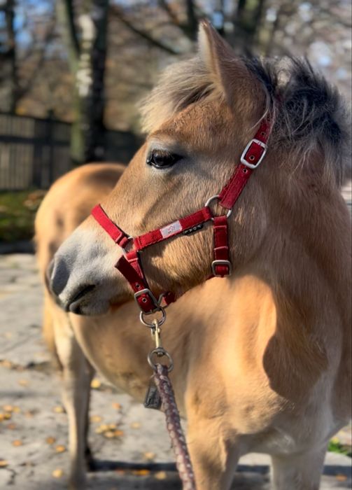 Źrebak haflinger x fiord
