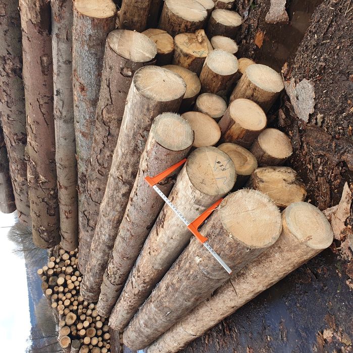 Świerk posusz suchar kornik Kłoda Dłużyca wałki drewno drzewo