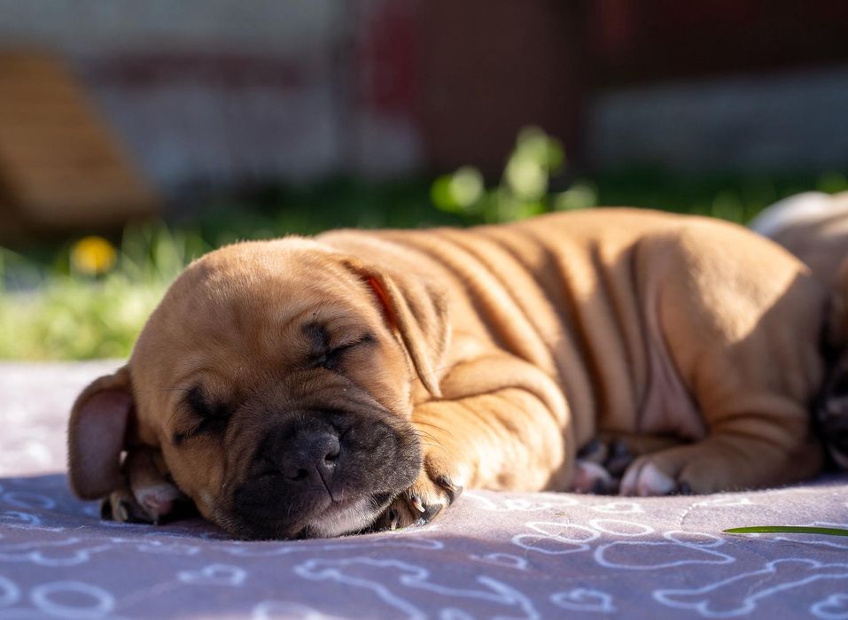 Amstaff Suczka  Ast American STAFFORDSHIRE TERIER