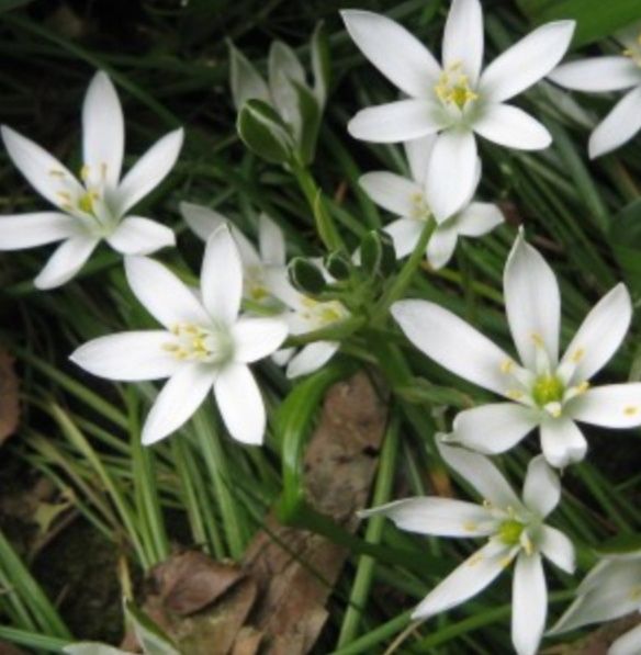 Птицемлечник. Цветы. Луковицы