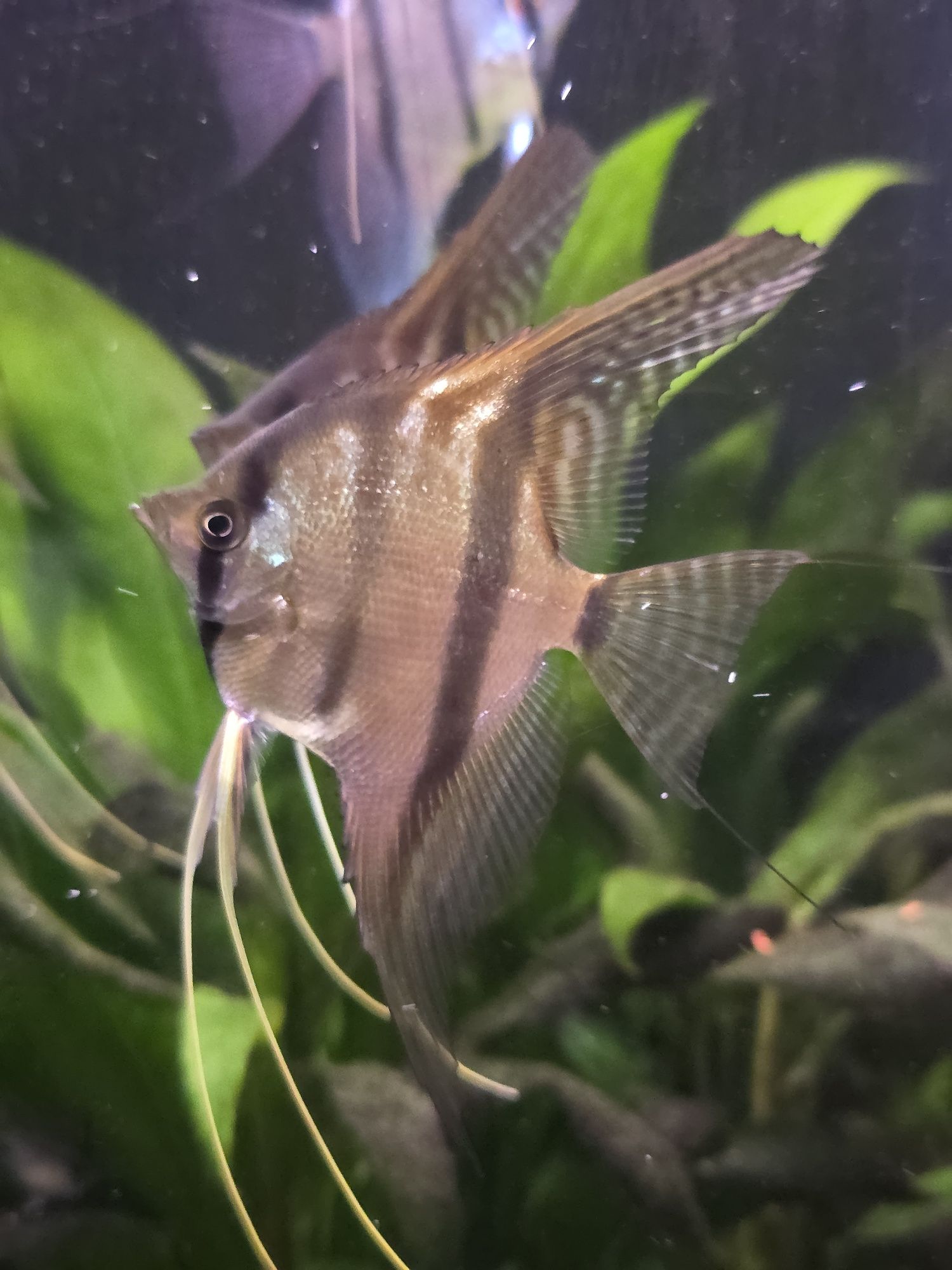 Skalary Nanacapuru (Rio Nanay × Manacapuru)