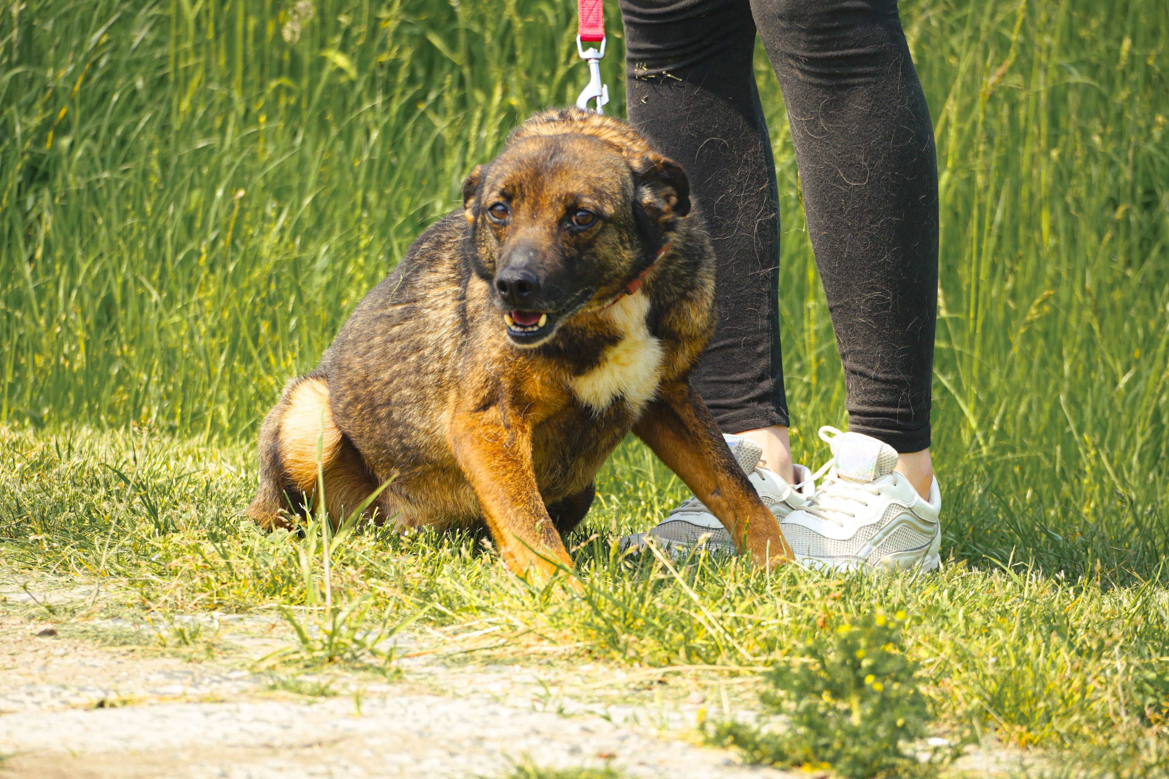 Misio czeka na swoją kolej pójścia do domku