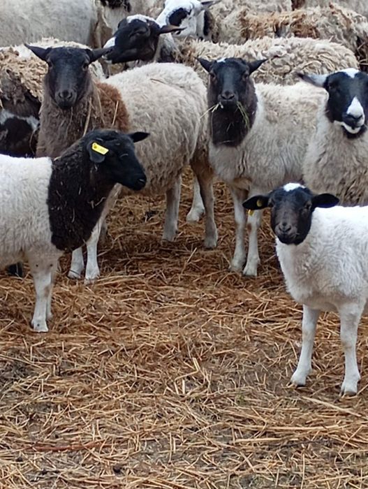 Молодий баранчик Дорпер 3-4 місяці