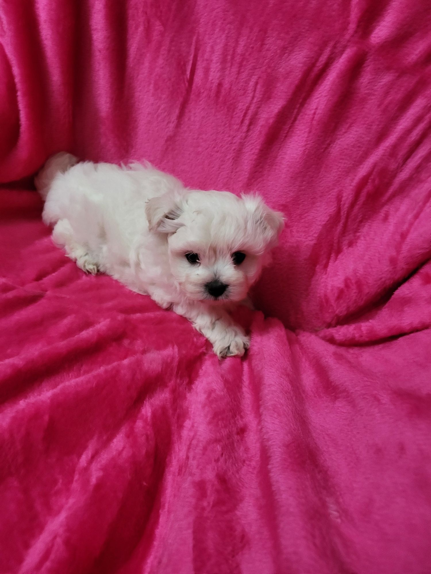 Bichon Maltês  menina excelente exemplar da raça