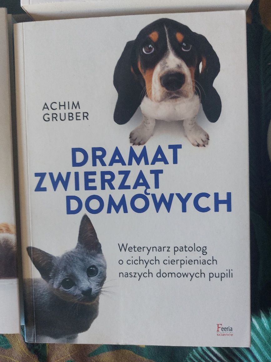 6 razy koty! Nowe, idealne!