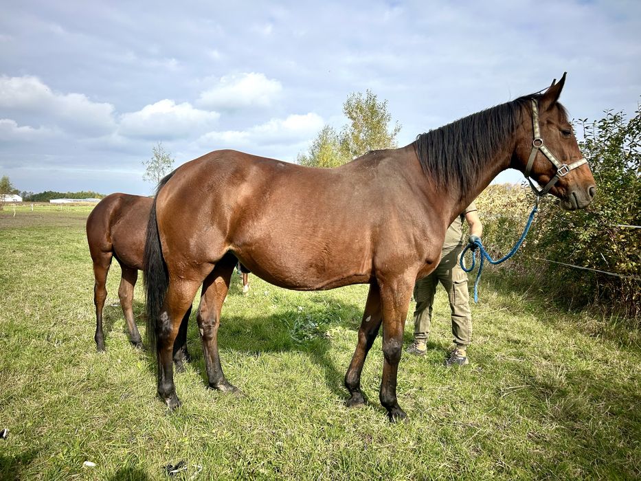 Klacz Hewelia ( Emetyt - Hełmiatka/Arcus )