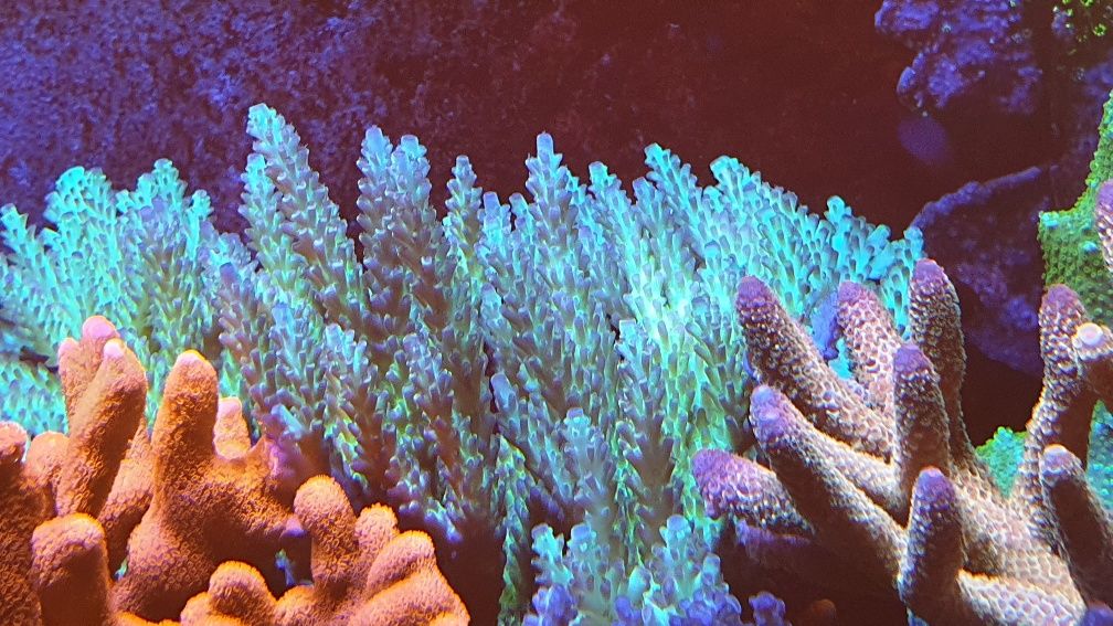 Acropora 4 koralowiec