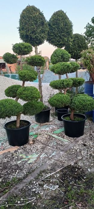 Tuja,tuje szmaragd 100 cm