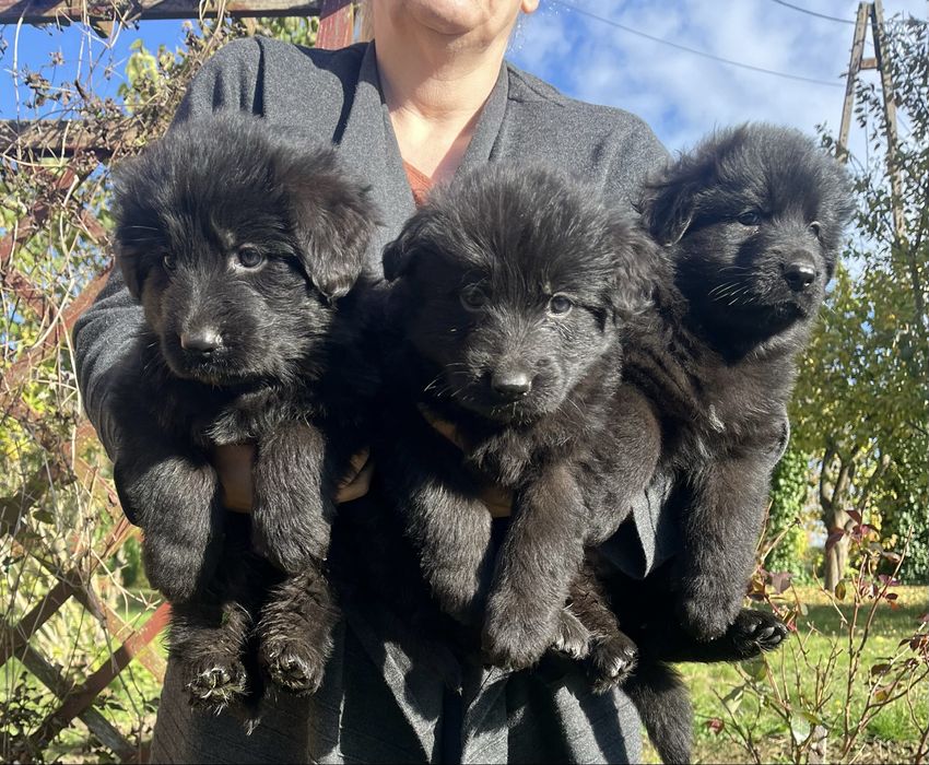 Owczarek Niemiecki Długowłosy