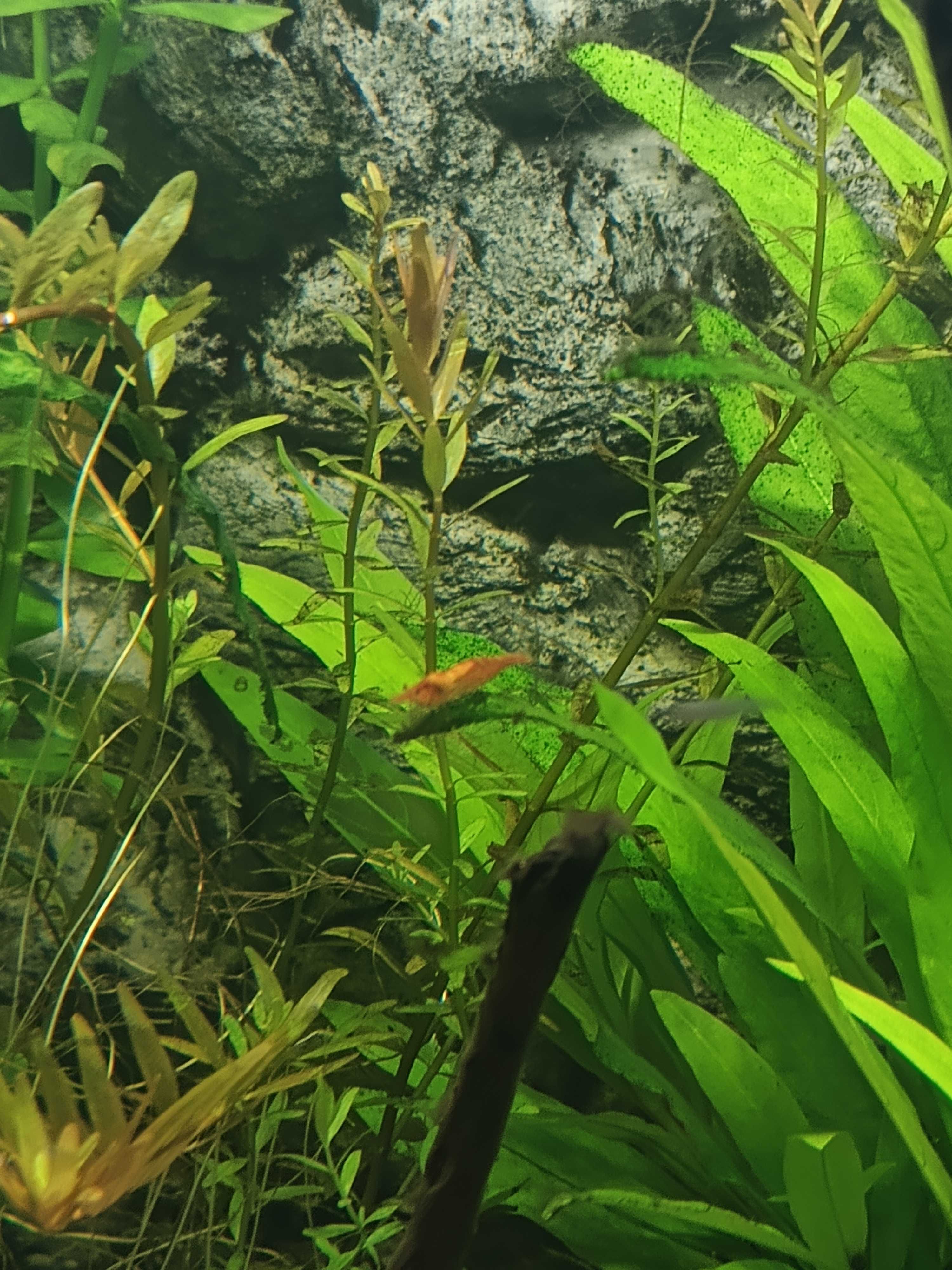Krewetka krewetki Red Cherry