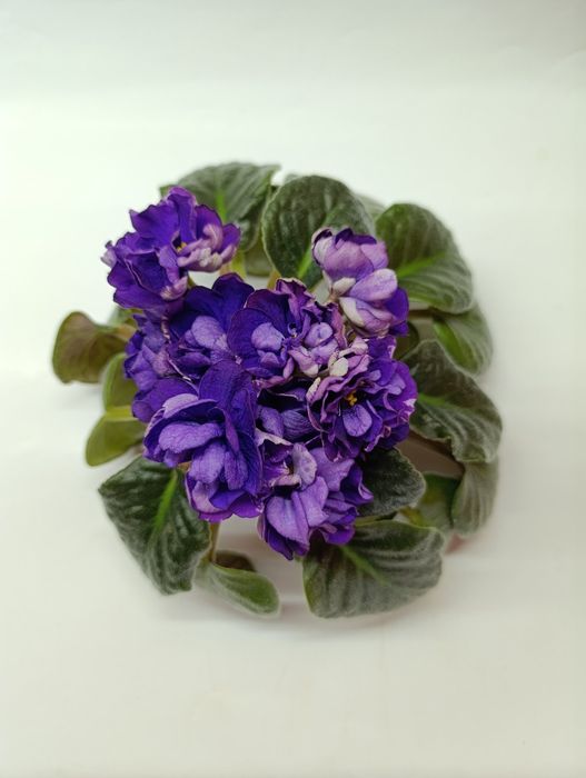 Фіалка фиалка Седой океан квіти цветы цветок