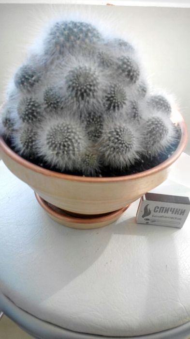 Кактус Rebutia senilis