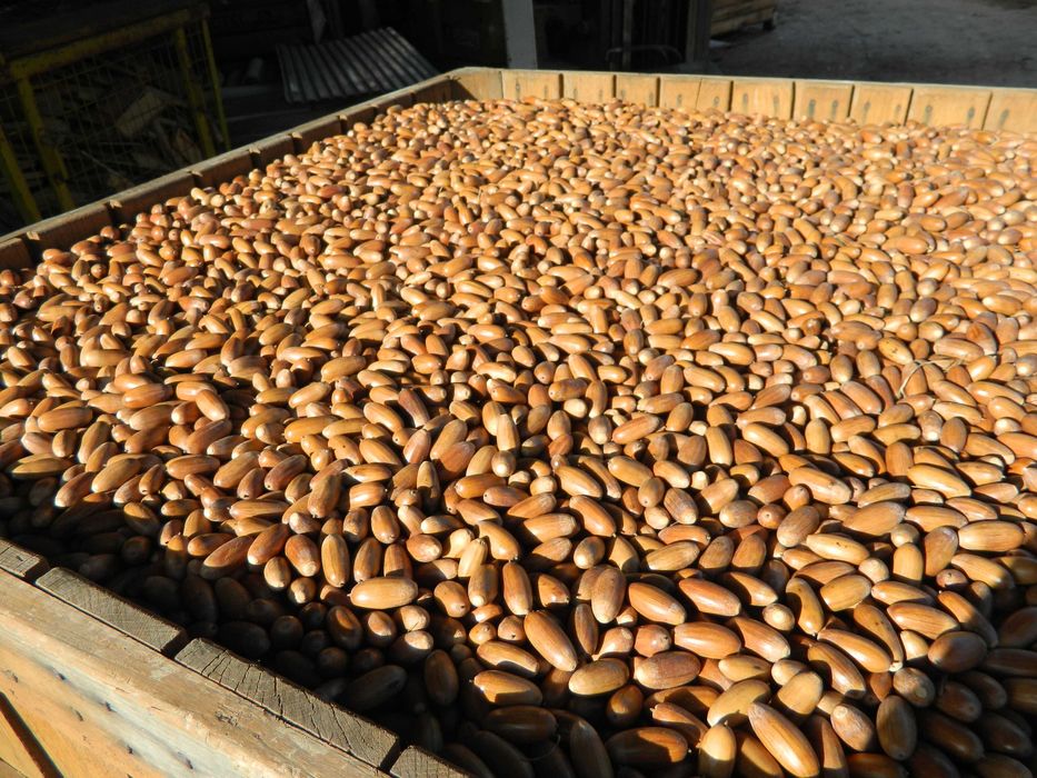 Żołędzie dębu szypułkowego nasiona dębu ( Quercus Robur )