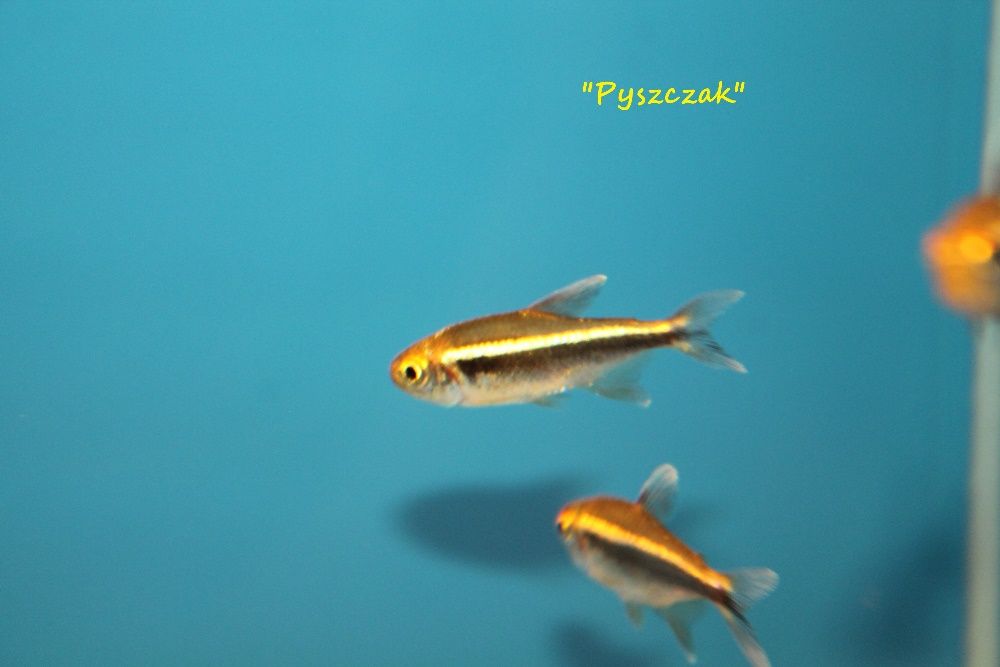 "P" Neon Czarny