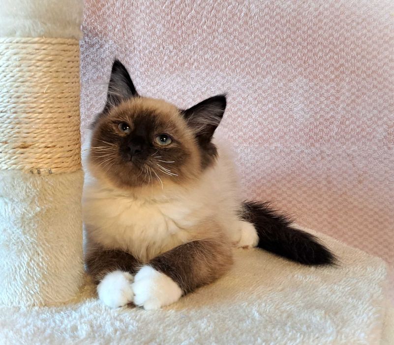 Kotka Neva Masquerade – czerwona obróżka, Oriana