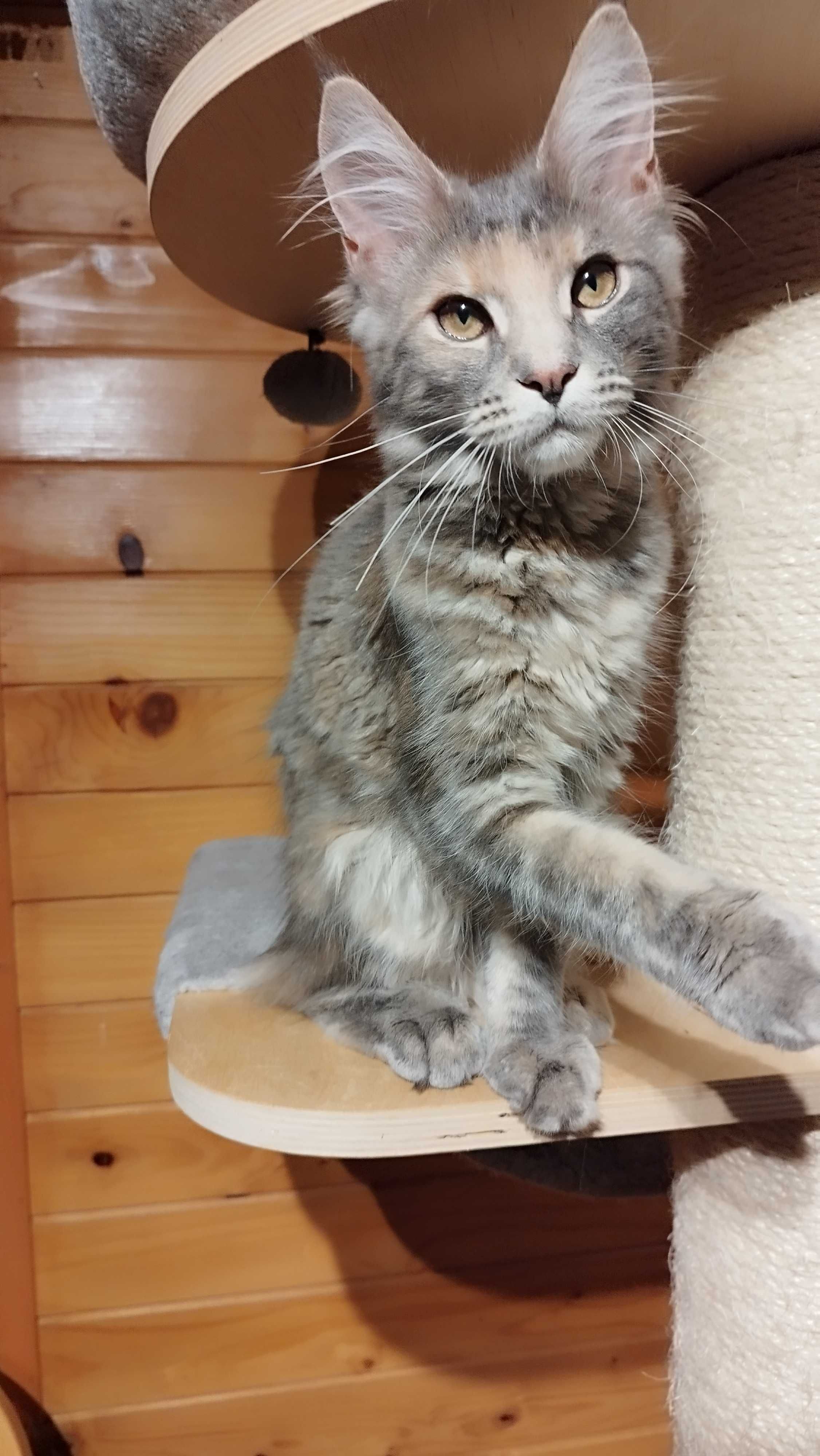 Koteczka Zoja Maine coon