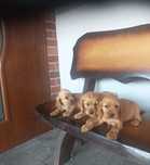Cocker spaniel piesek