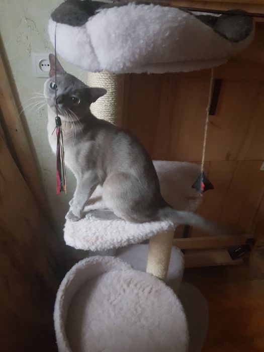 Домашняя передержка кошек и собак