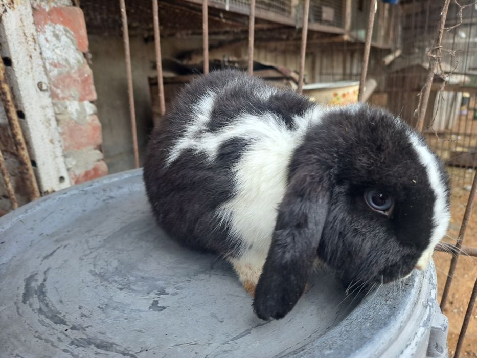 Baranek miniaturowy baranki miniaturki miniaturowe karzelki mini lop