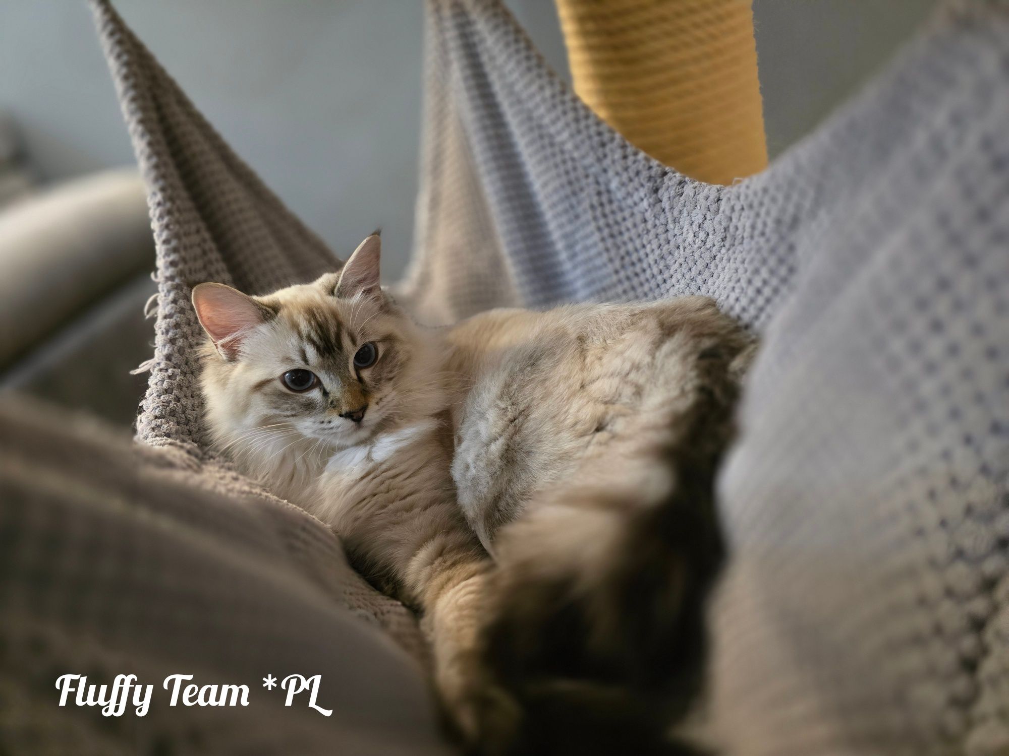 Kotka Ragdoll Gaja