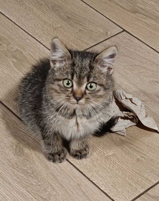 Кошеня у добрі руки!