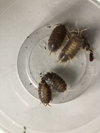 Isopody Porcellio laevis „MilkBack”, 15 sztuk