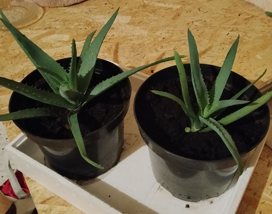 Aloes drzewiasty