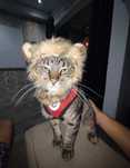 Juba leão para gatos disfarce Halloween NOVO