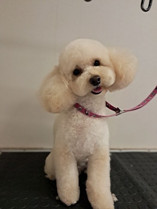 Професійний грумінг. Майстер з досвідом.