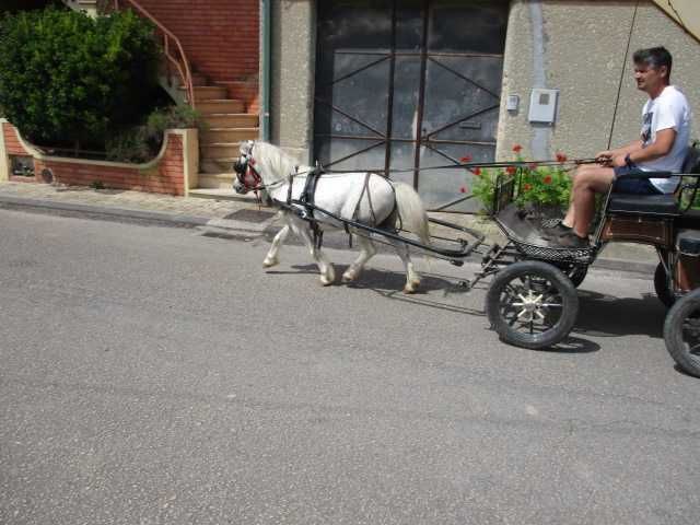 Ponei shetland para venda