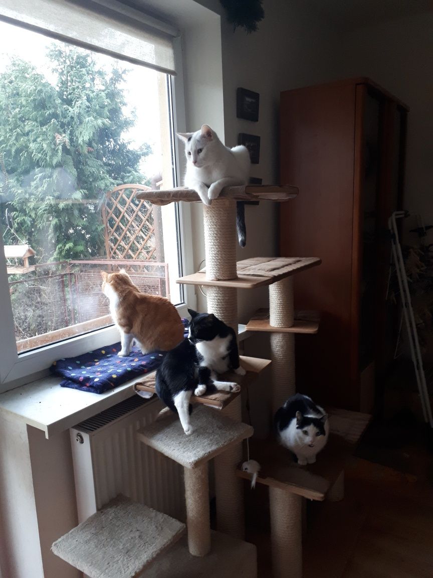 Oreo i Suzi szukają nowego domu! Koty do adopcji