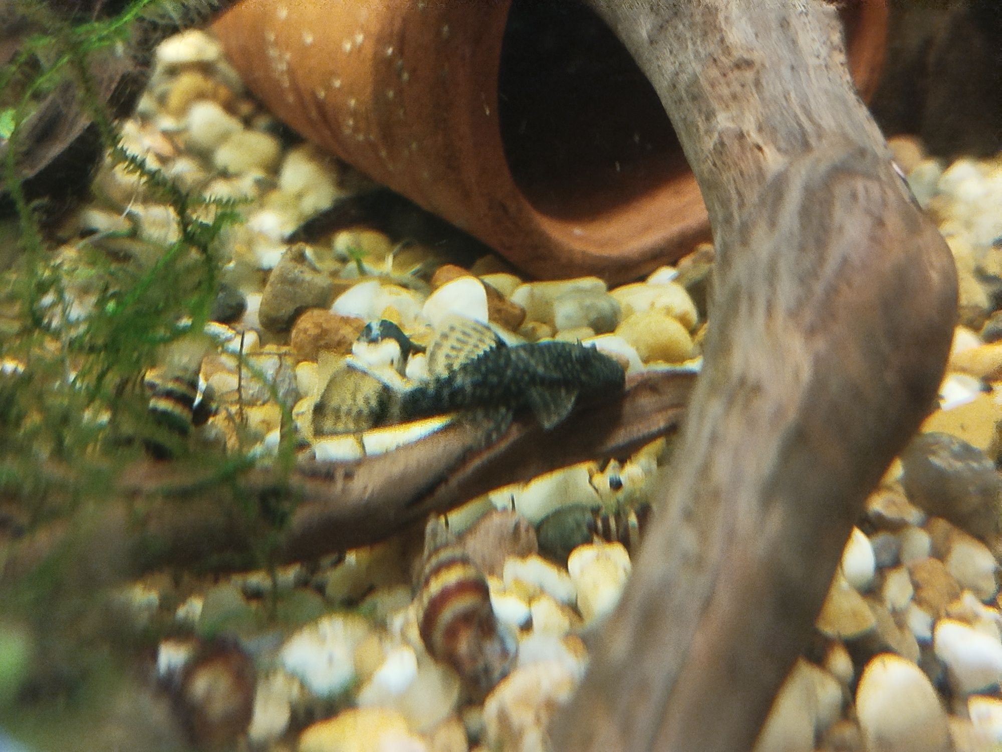 Glonojad około 5cm
