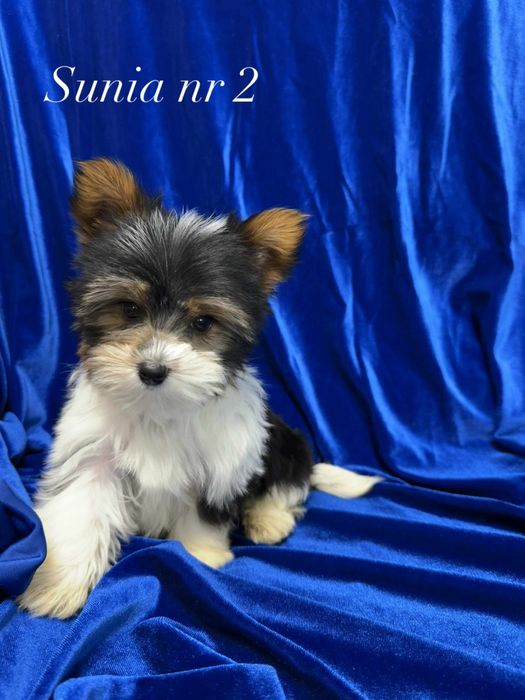 Sprzedam Yorki Biewery